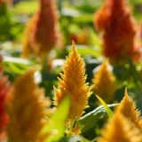 Celosia paniculate (perasta): fotografija, sadnja i njega na otvorenom polju